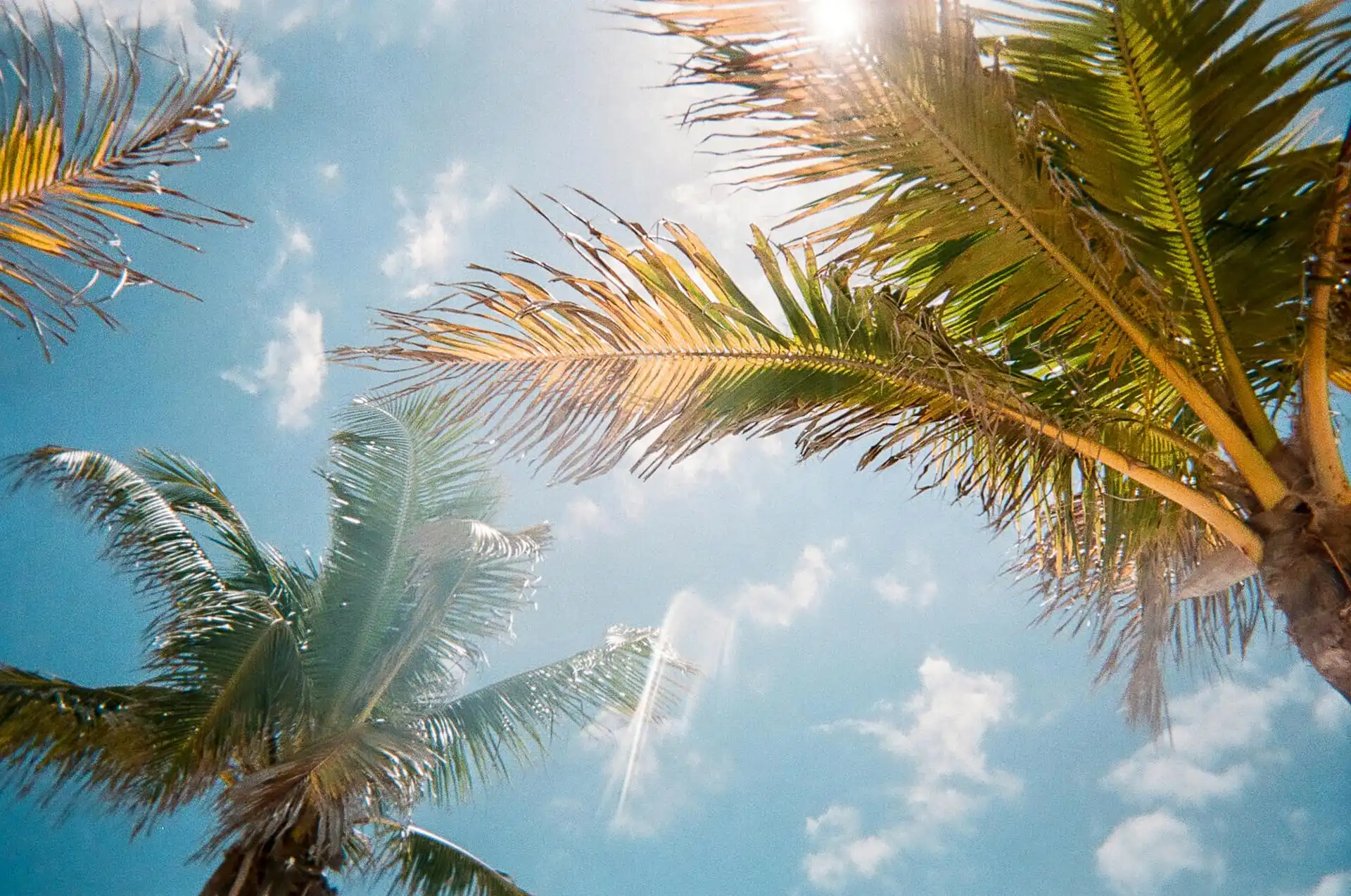 Southwest Florida landscape